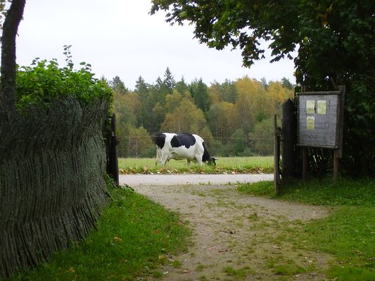 Klikka vaatamaks tissuuruses pilti